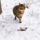 Кузнецов Максим. Это не я птичку..., я мимо шла только!